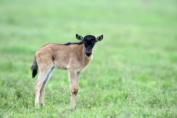 Nyfödd Blue Gnu Gnu Eller Connoketes Taurinus Serengeti Nationalpark — Stockfoto