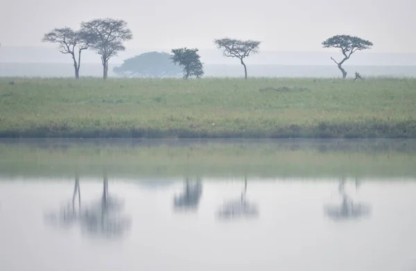 Lago Savana Planície Com Árvores Acácia Vários Pássaros Banco Amanhecer — Fotografia de Stock