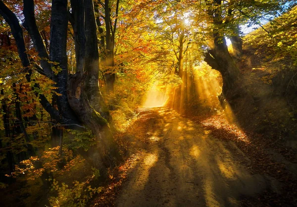 Flygfoto Över Karpaterna Landskap Höst Morgon Rumänien — Stockfoto