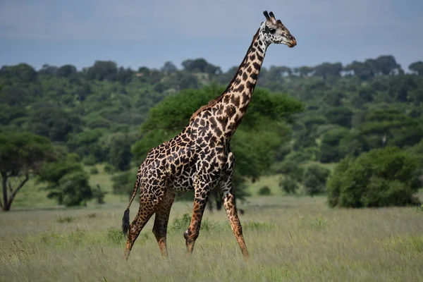 Giraf Natuurlijke Habitat Afrikaanse Natuurpark — Stockfoto
