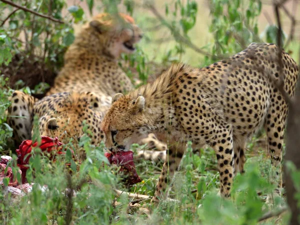 茂みの中で獲物に隠れているアフリカの野生のチーター — ストック写真