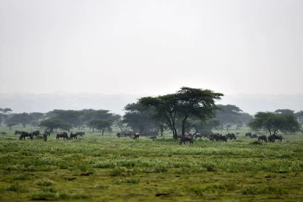 Blue wildebeest (Gnu or Connochaetes taurinus) in the Serengeti national park, acacia trees on background