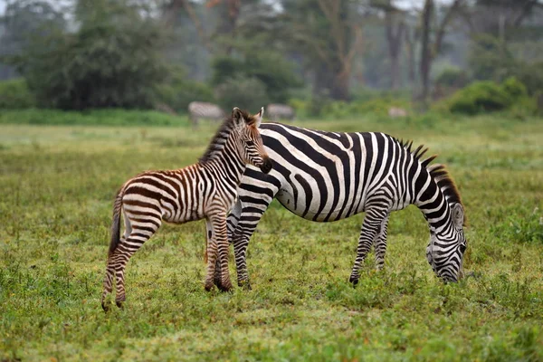 Zebra Nel Parco Nazionale Del Serengeti Tanzania Africa Orientale — Foto Stock