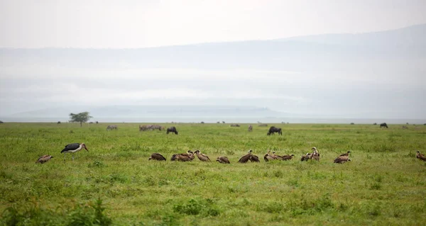 Malebný Pohled Tanzanii Dramatickou Oblohu Deprese Blízkosti Kráteru Ngorongoro — Stock fotografie