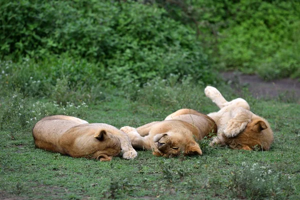 Puii Drăguți Lei Odihnindu Parcul Natural African — Fotografie, imagine de stoc