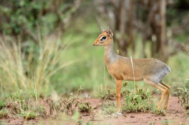 Kirk Dik-dik (Madoqua kirkii) dünyanın en küçük antiloplar