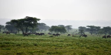 Mavi wildebeest (Gnu veya Connochaetes taurinus) Serengeti Milli Parkı içinde akasya ağaçlarının arka plan