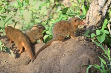 Mısır Firavun faresi (Herpestes ichneumon)