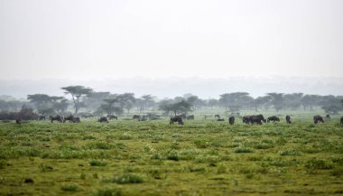 Mavi wildebeest (Gnu veya Connochaetes taurinus) Serengeti Milli Parkı içinde akasya ağaçlarının arka plan