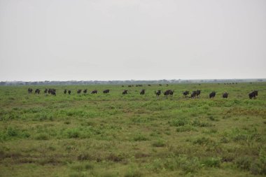 siyah wildebeest veya ak kuyruklu gnu (Connochaetes gnou) Tanzanya, Afrika