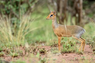 Kirk Dik-dik (Madoqua kirkii) dünyanın en küçük antiloplar