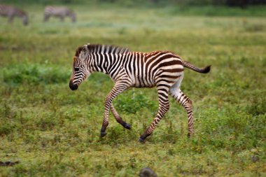 Zebra Serengeti Milli Parkı, Tanzanya, Doğu Afrika