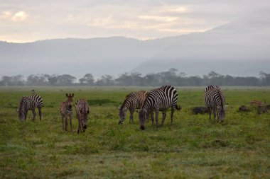 Zebra Serengeti Milli Parkı, Tanzanya, Doğu Afrika