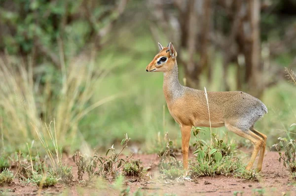 Kirk Dik Dik Madoqua Kirkii Die Kleinste Antilope Der Welt — Stockfoto