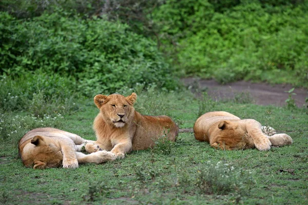 Lindos Cachorros Leones Descansando Parque Natural Africano — Foto de Stock