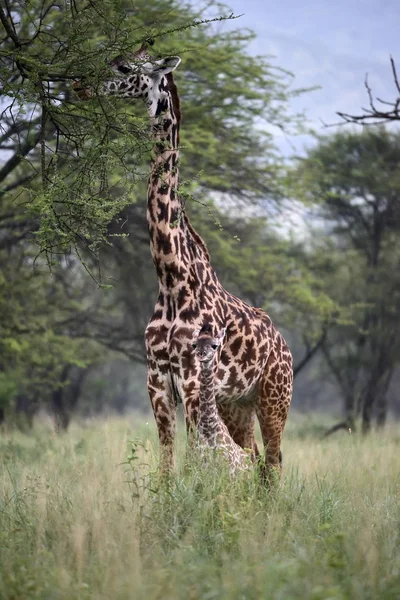 Jirafa Hábitat Natural Parque Natural Africano — Foto de Stock