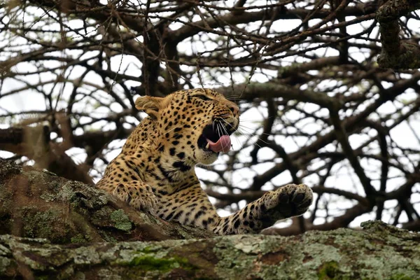 Léopard Panthera Pardus Dans Habitat Naturel — Photo