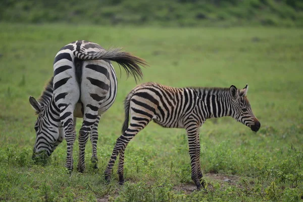 Zebra Serengeti Milli Parkı Tanzanya Doğu Afrika — Stok fotoğraf