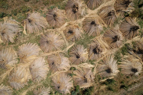 Vue Aérienne Faisceaux Naturels Séchage Des Roseaux Préparés Pour Être — Photo