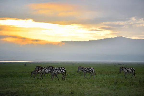Zebra Národní Park Serengeti Tanzanie Východní Africe — Stock fotografie
