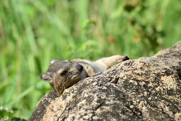 Rata Dassie Petromus Typicus Pariente Más Cercano Del Elefante —  Fotos de Stock