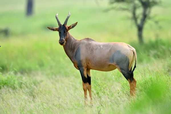 Topi Antelope African Natural Park — Stock Photo, Image