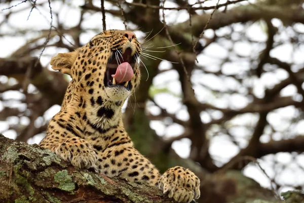 Leopardo Panthera Pardus Hábitat Natural —  Fotos de Stock