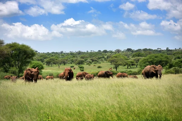 Sloni Přírodní Park Serengeti Tanzanie — Stock fotografie