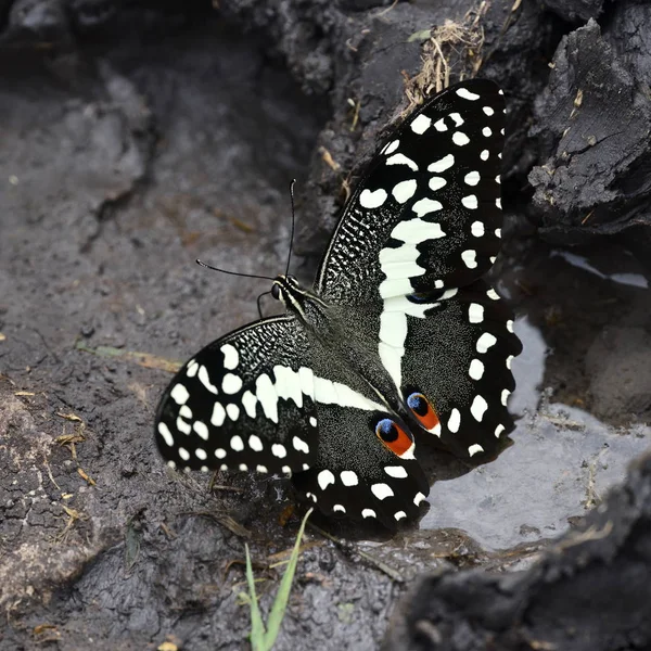 Citrus Swallowtail Christmas Butterfly Papilio Demodocus — Stock Photo, Image