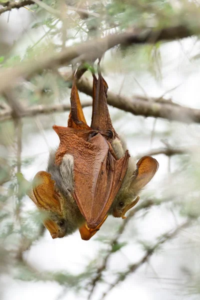 Egyptian Slit Faced Bat Nycteris Thebaica Hanging Branch — Stock Photo, Image