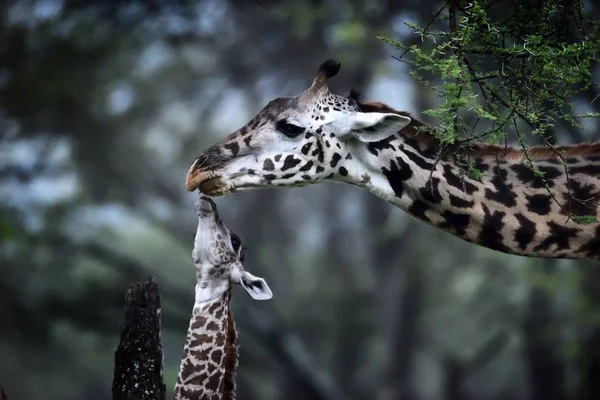 Giraffe Moeder Baby Afrikaanse Natuurpark — Stockfoto