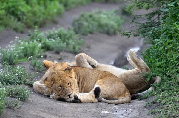 Niedliche Löwenbabys Ruhen Afrikanischen Naturpark — Stockfoto
