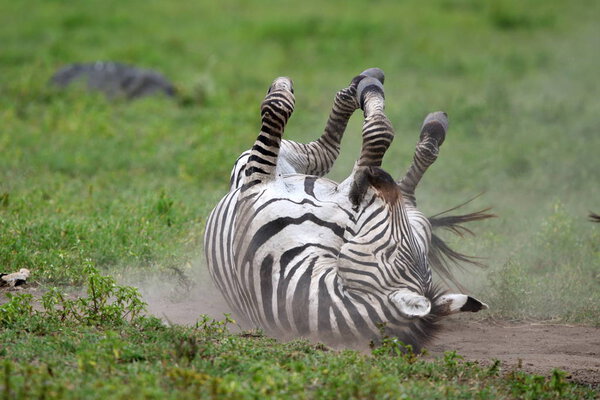 Zebra in Serengeti National Park, Tanzania, East Africa