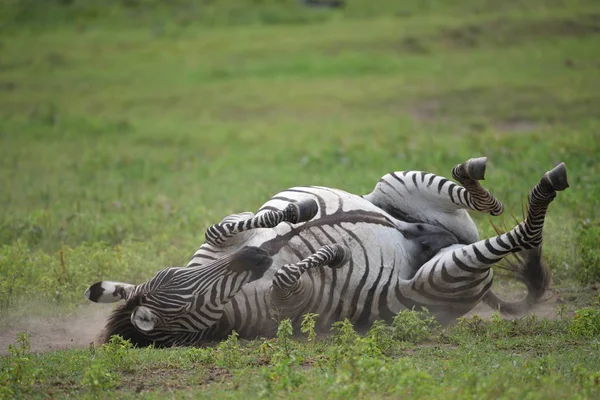 Zebra Nel Parco Nazionale Del Serengeti Tanzania Africa Orientale — Foto Stock