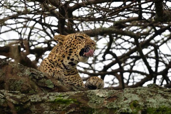 Leopardo Panthera Pardus Hábitat Natural —  Fotos de Stock