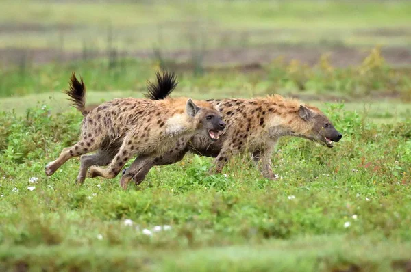 アフリカの自然公園には緑の背景でハイエナ — ストック写真