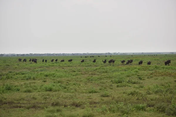 Black Wildebeest Eller Vitsvansad Gnu Connochaetes Gnou Tanzania Afrika — Stockfoto