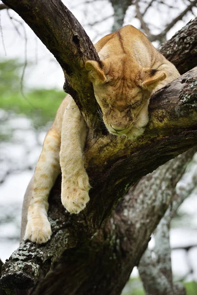 African lion resting in tree in natural park, Serengeti