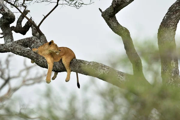 Afrikanska Lejon Vilar Trädet Naturpark Serengeti — Stockfoto