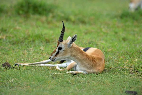 Impala Aepyceros Melampus Parque Natural Africano — Foto de Stock
