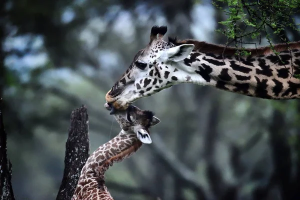 Giraffe Moeder Baby Afrikaanse Natuurpark — Stockfoto