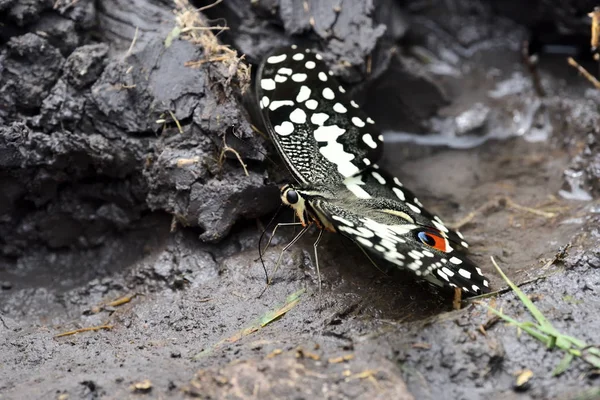 Цитрусовая Ласточка Рождественская Бабочка Papilio Demodocus — стоковое фото