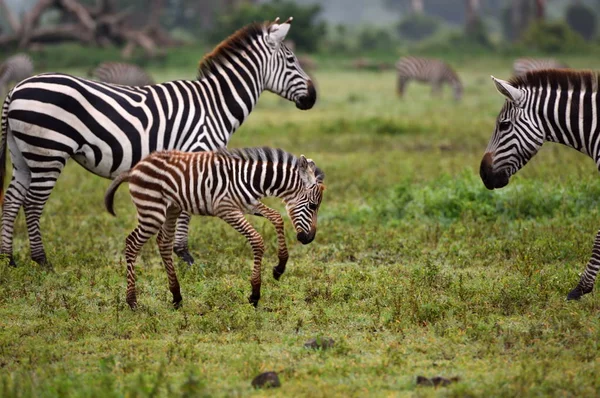 Zebra Nel Parco Nazionale Del Serengeti Tanzania Africa Orientale — Foto Stock