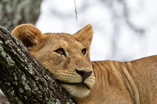 Afrikaanse Leeuw Rustend Een Boom Natuurlijke Park Serengeti — Stockfoto