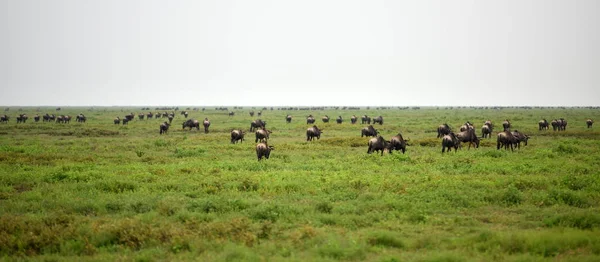 Ñus Cola Blanca Connochaetes Gnou Tanzania África — Foto de Stock