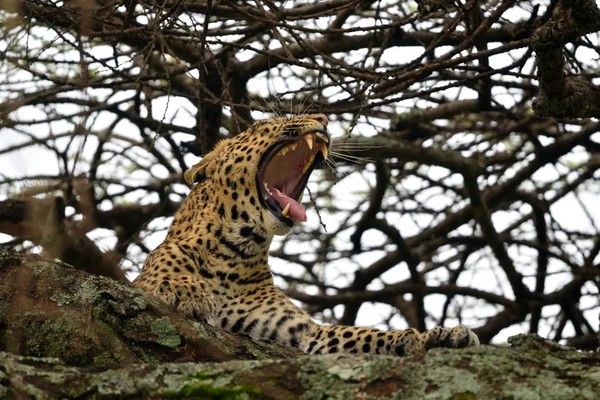 Luipaard Panthera Pardus Natuurlijke Habitat — Stockfoto