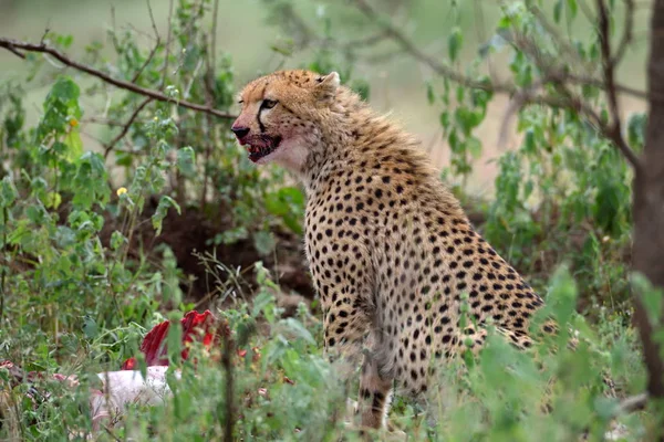 Chita Africana Selvagem Escondida Com Presas Nos Arbustos — Fotografia de Stock