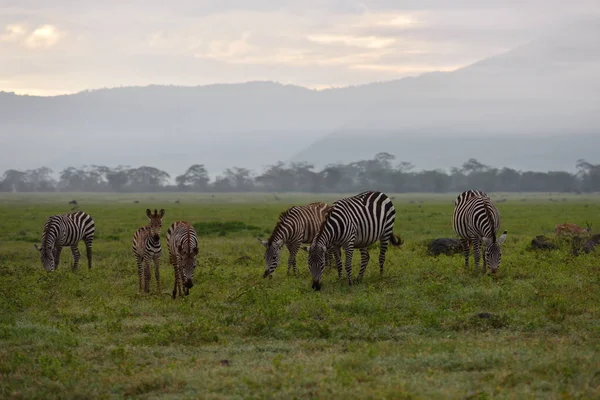 Zebra Serengeti National Park Tanzania Oost Afrika — Stockfoto