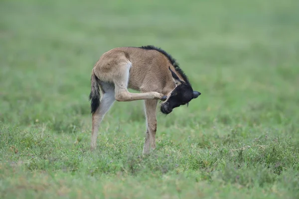 在塞伦吉蒂国家公园的蓝色羚车 Gnu或Connochaetes Taurinus 的新生儿 — 图库照片