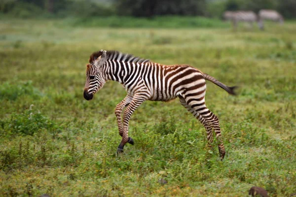 Zebra Nel Parco Nazionale Del Serengeti Tanzania Africa Orientale — Foto Stock